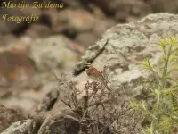 Cirlgors [Emberiza cirlus]